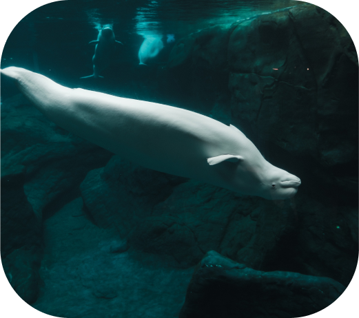 beluga
